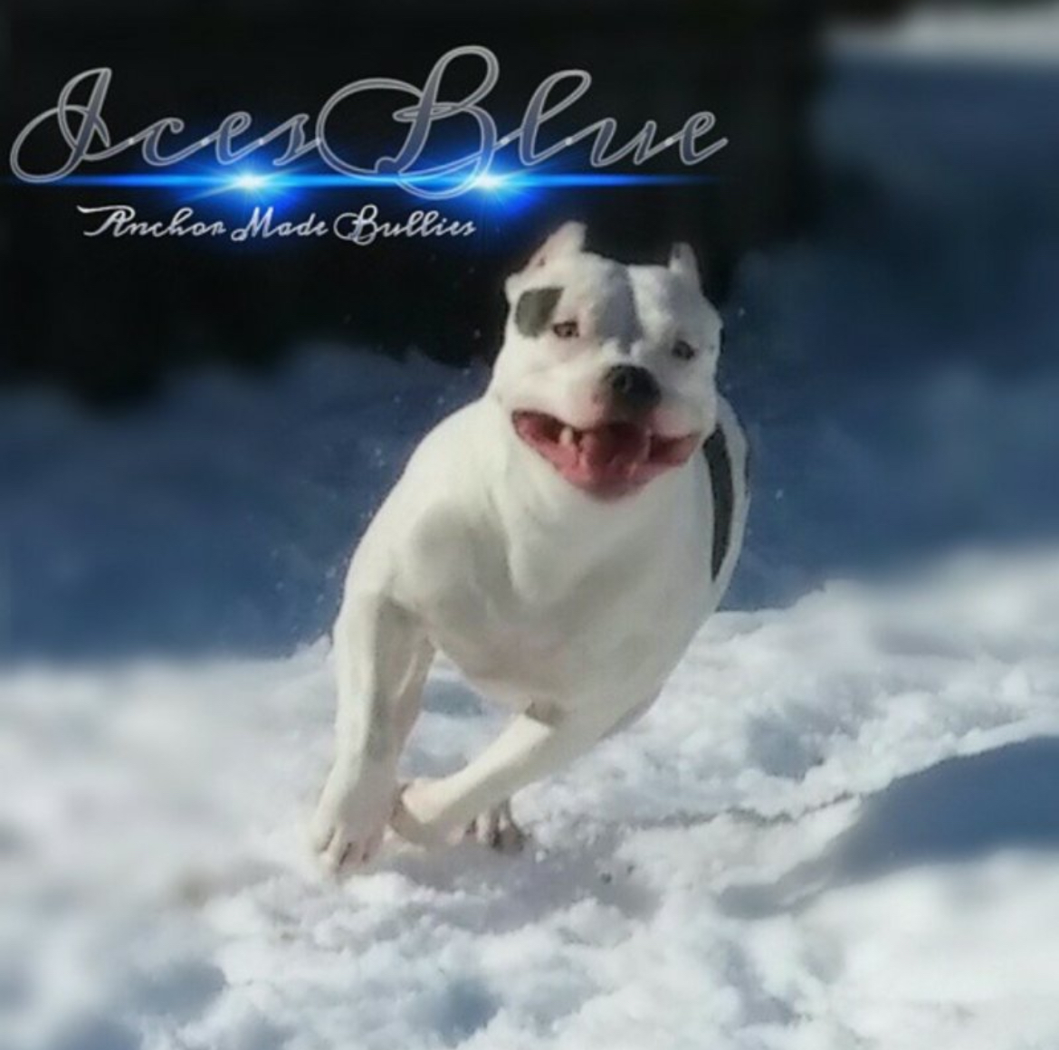 Dog Featured Image