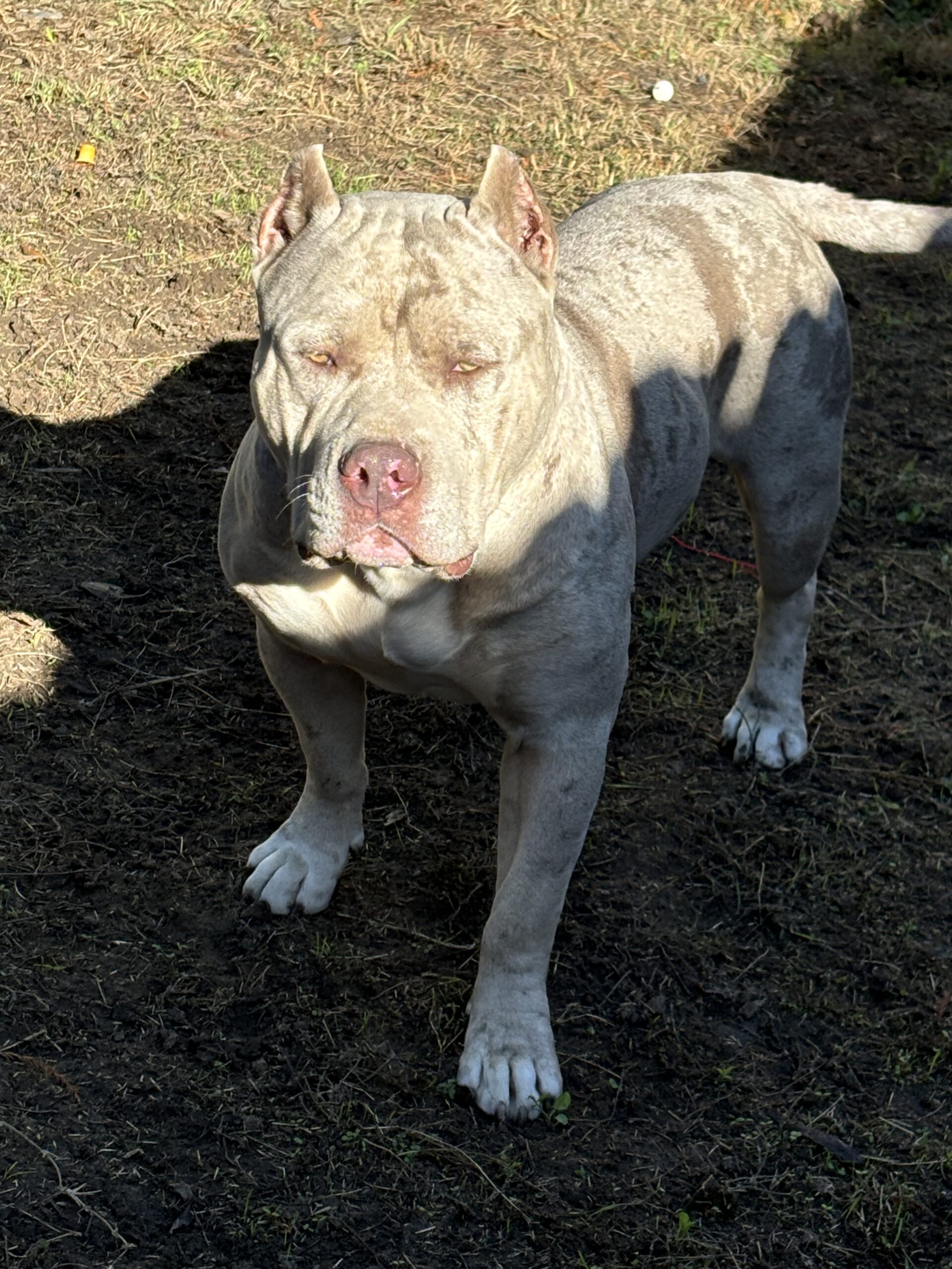 Dog Featured Image