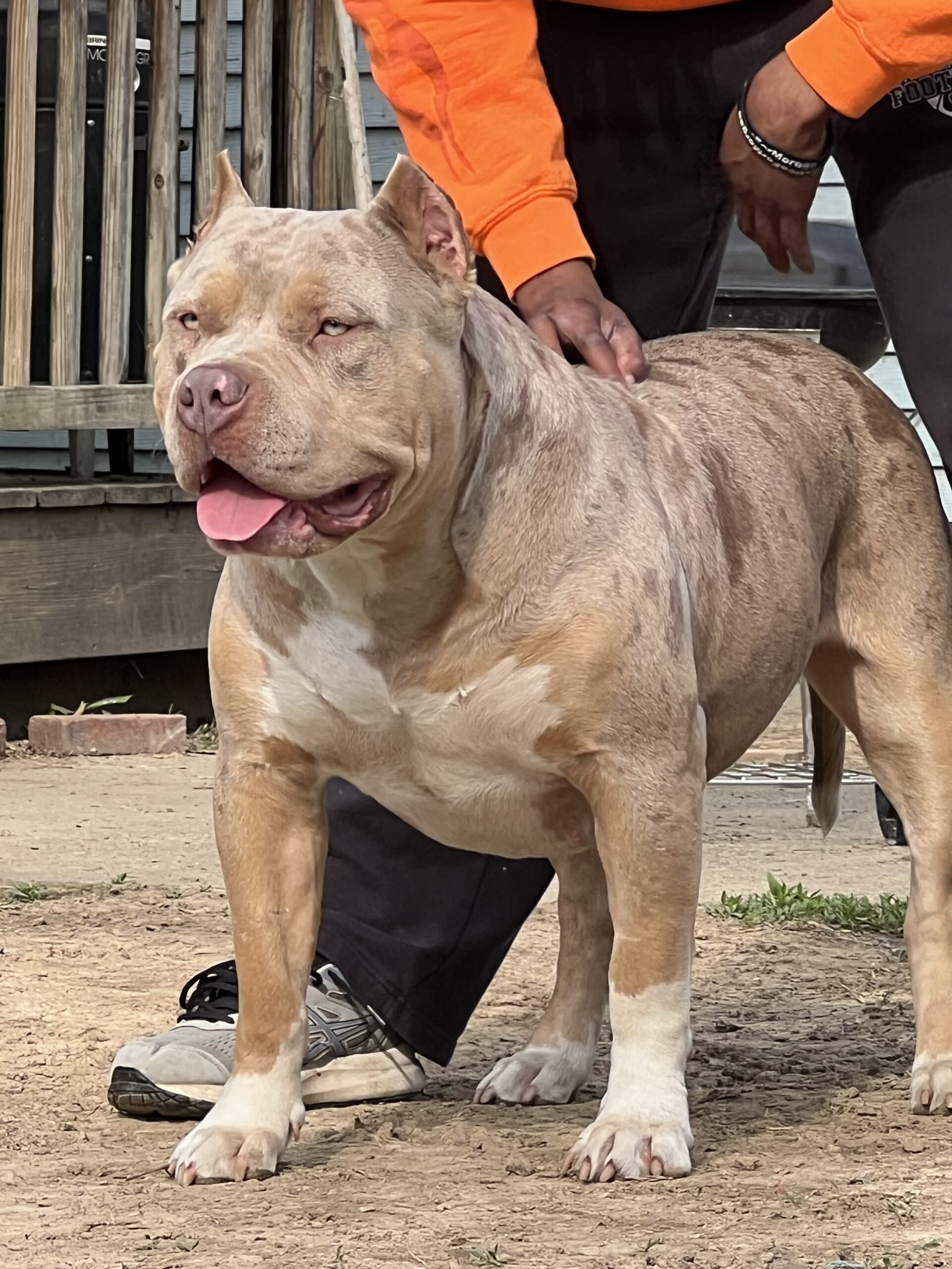 Dog Featured Image