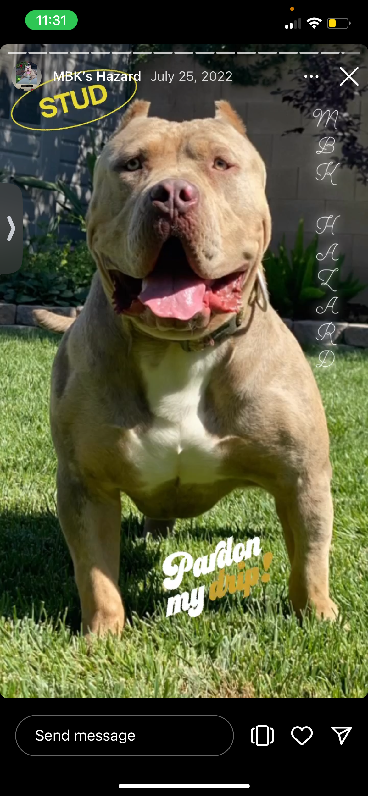 Dog Featured Image