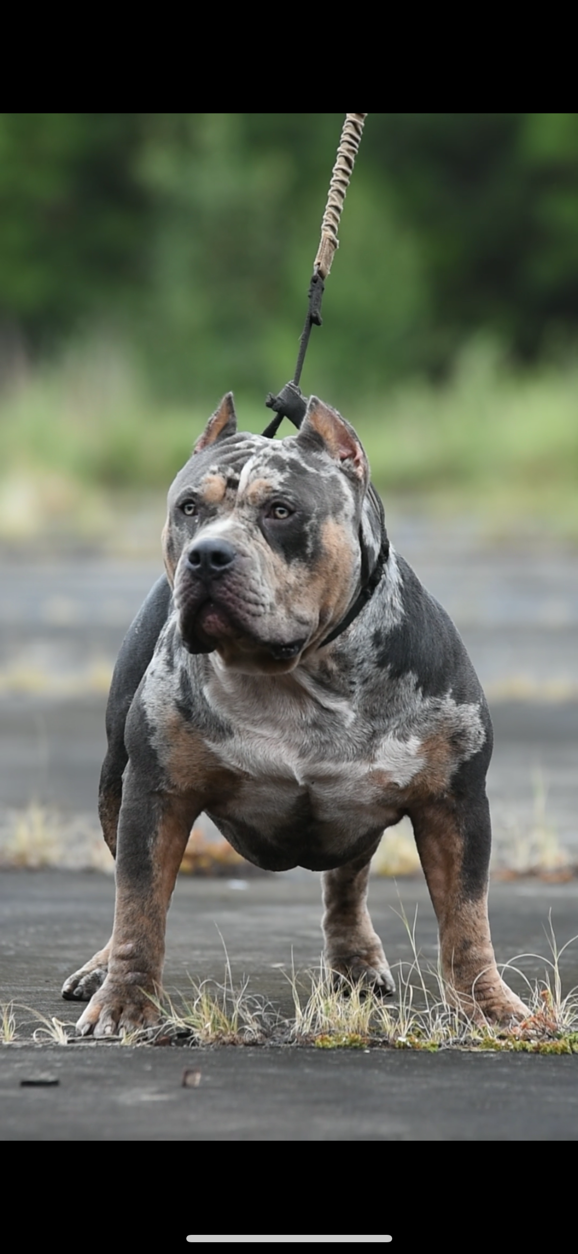 Dog Featured Image