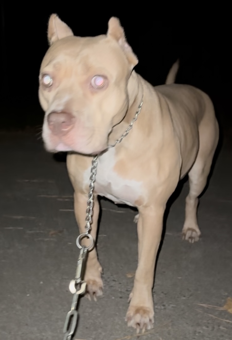 Dog Featured Image