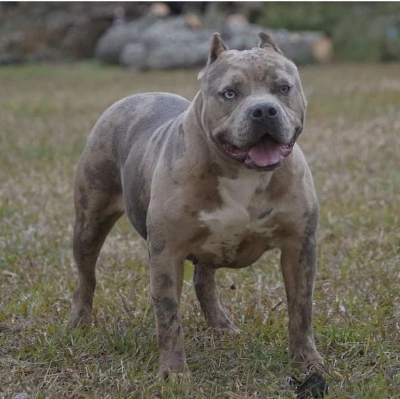 Dog Featured Image