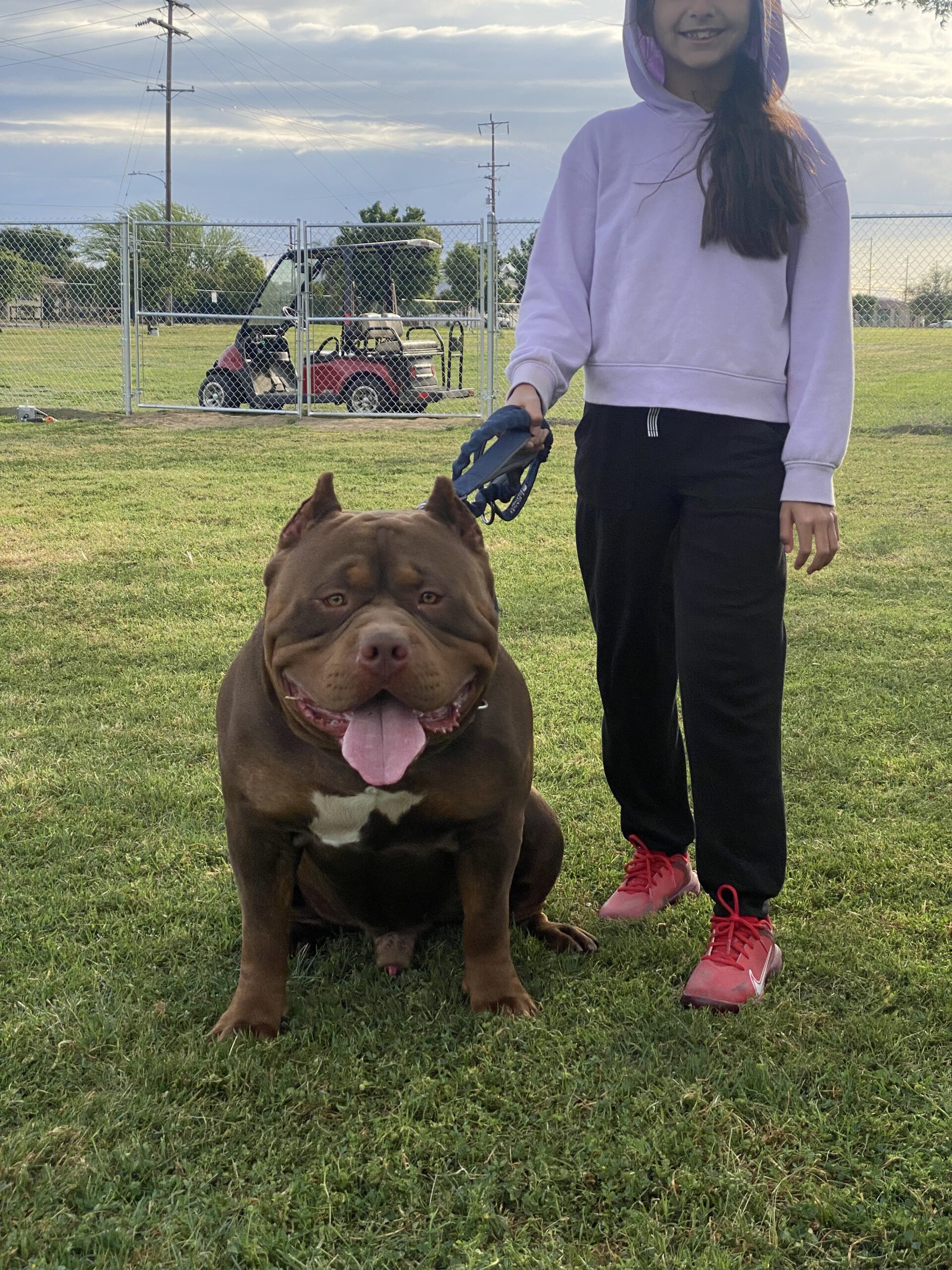 Dog Featured Image
