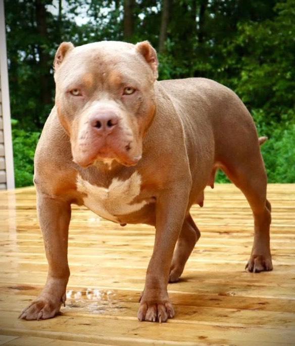 Dog Featured Image
