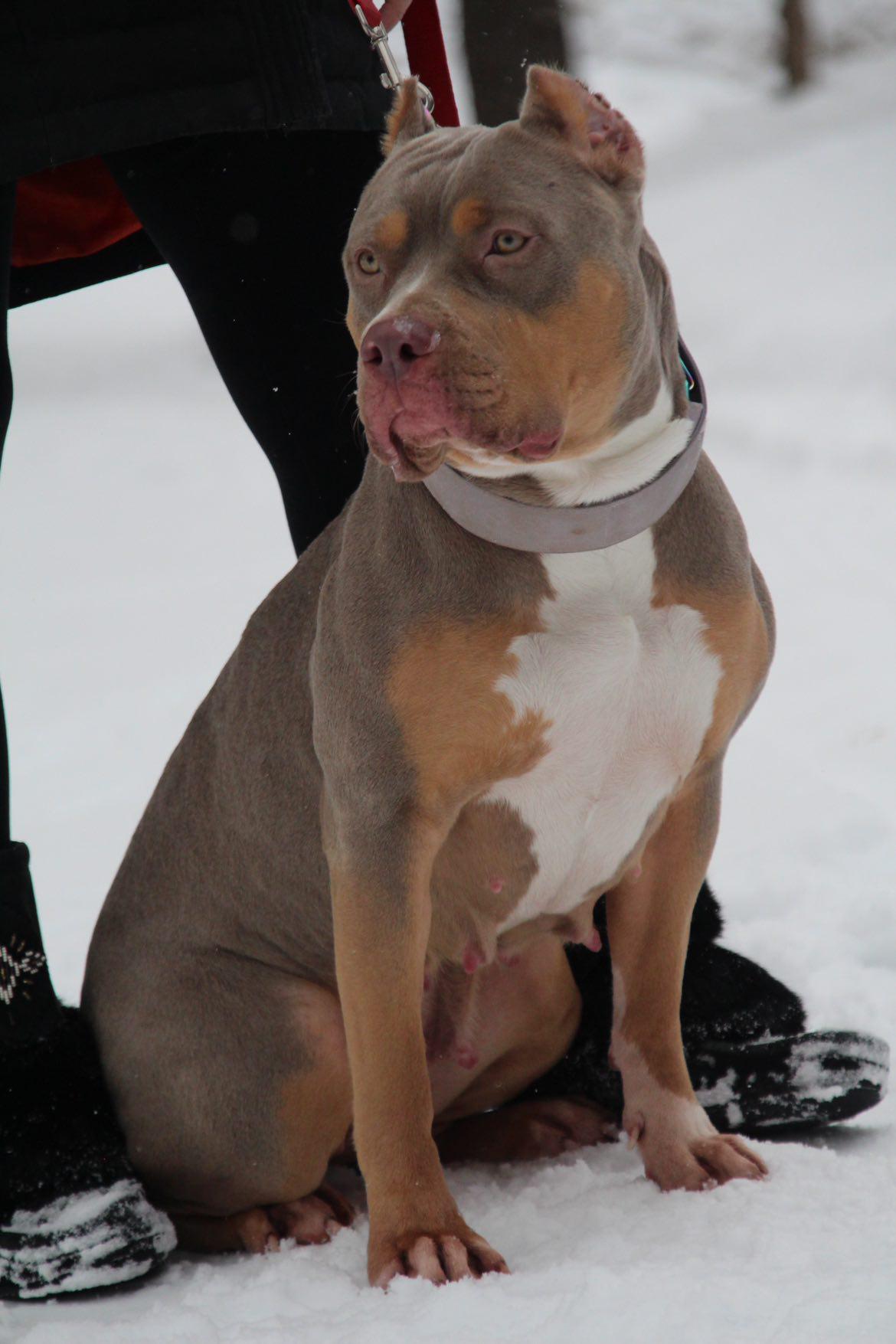 Dog Featured Image