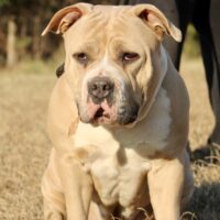 BPP’s Nala