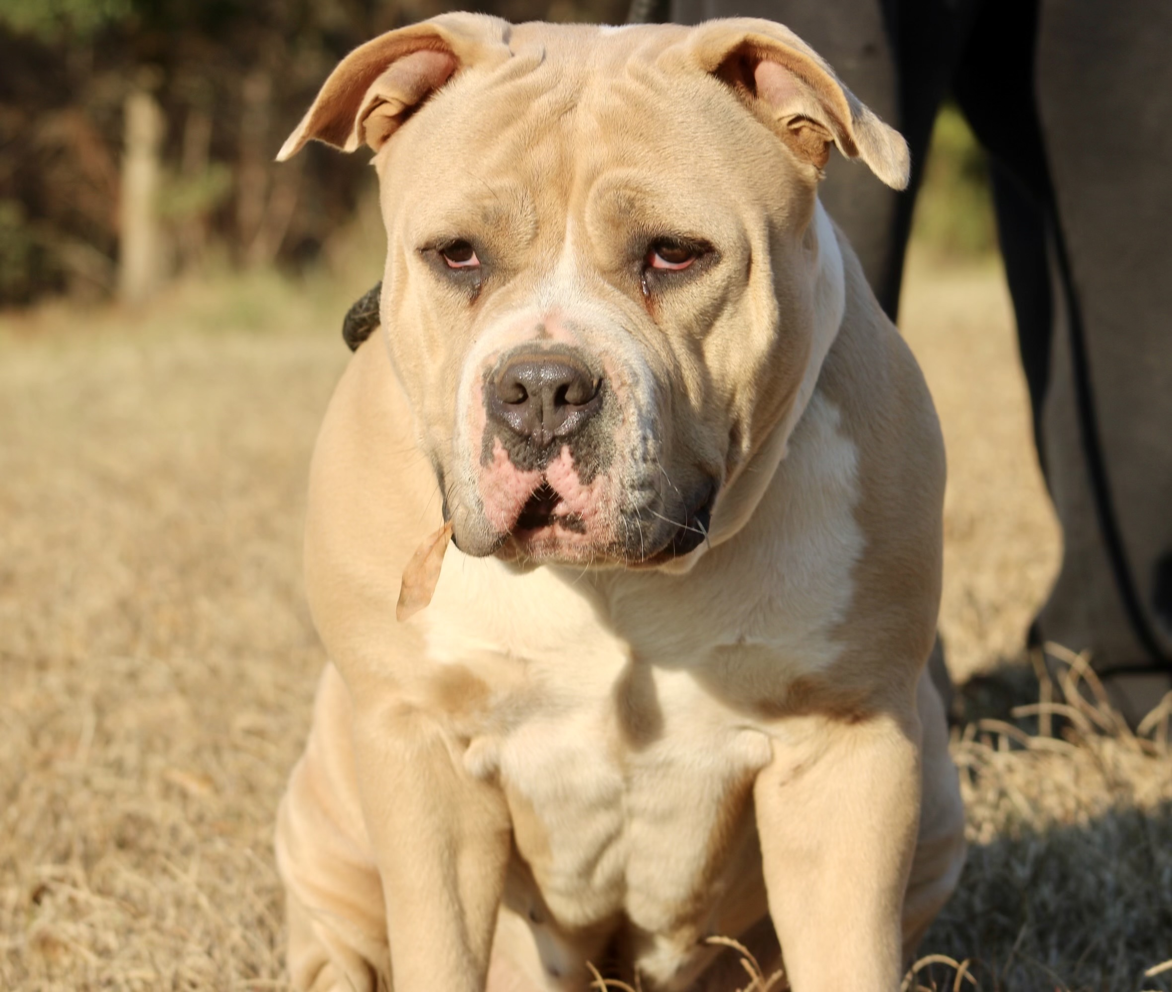 Dog Featured Image