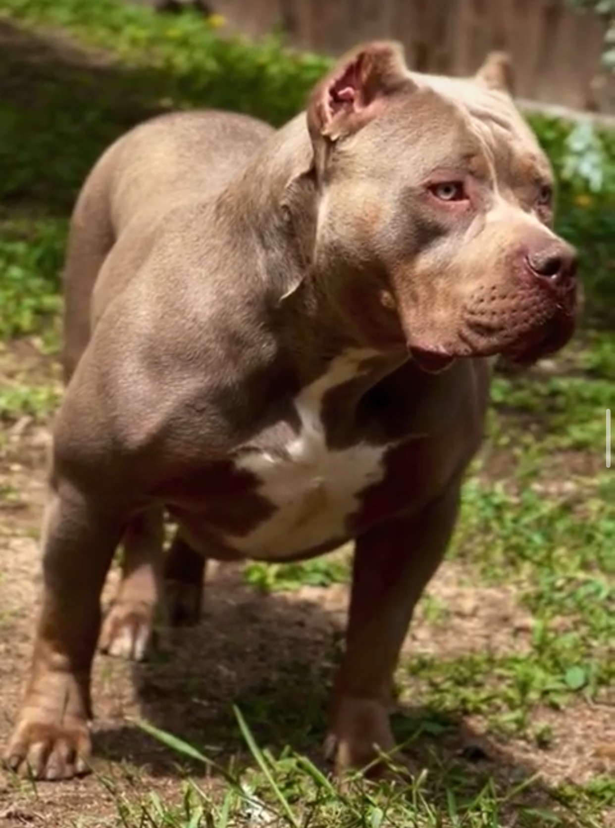 Dog Featured Image