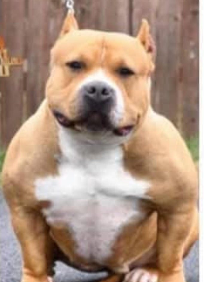 Dog Featured Image