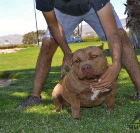 Dog Featured Image