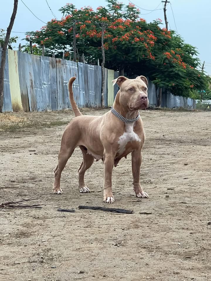 Dog Featured Image