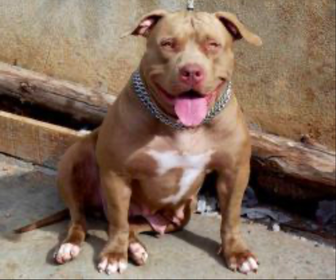 Dog Featured Image