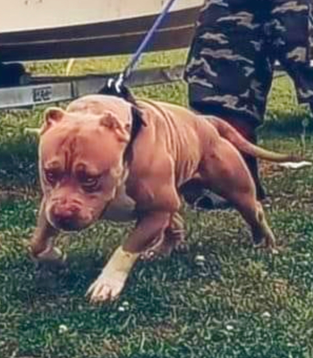 Dog Featured Image