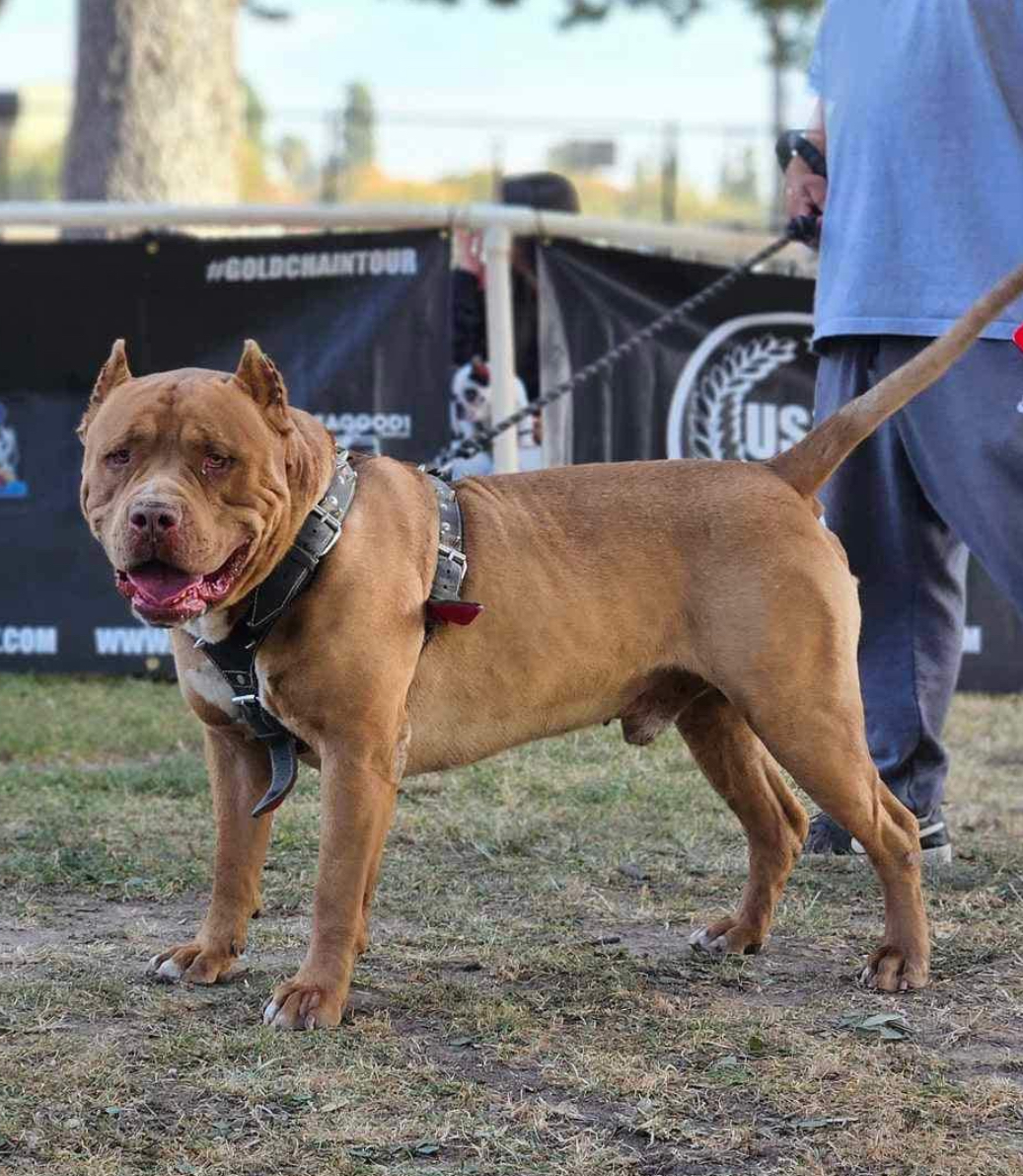 Dog Featured Image
