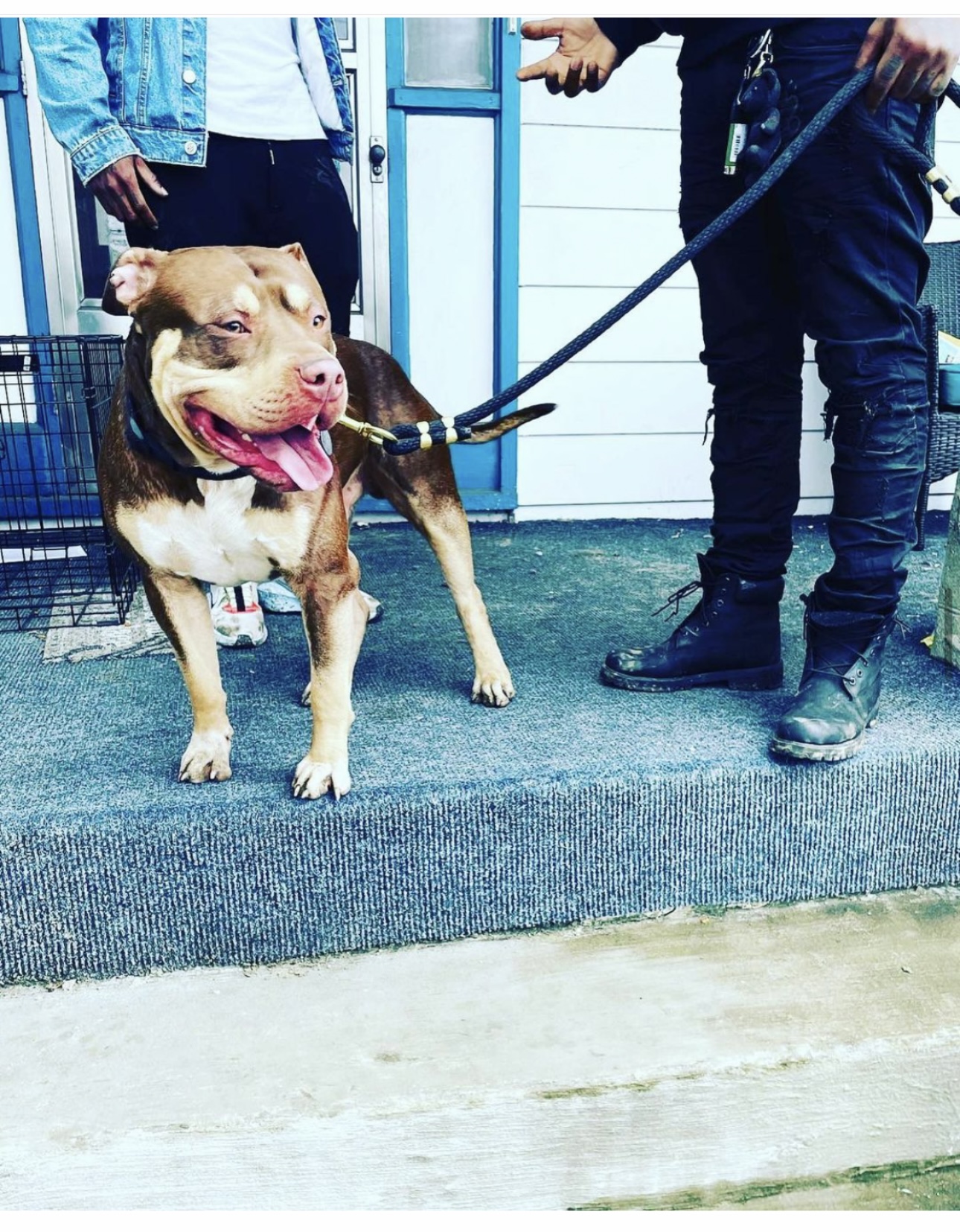 Dog Featured Image