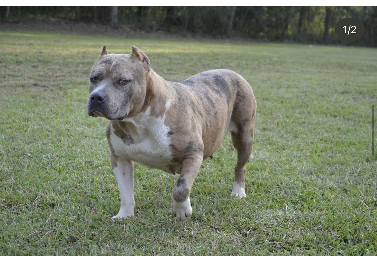Dog Featured Image