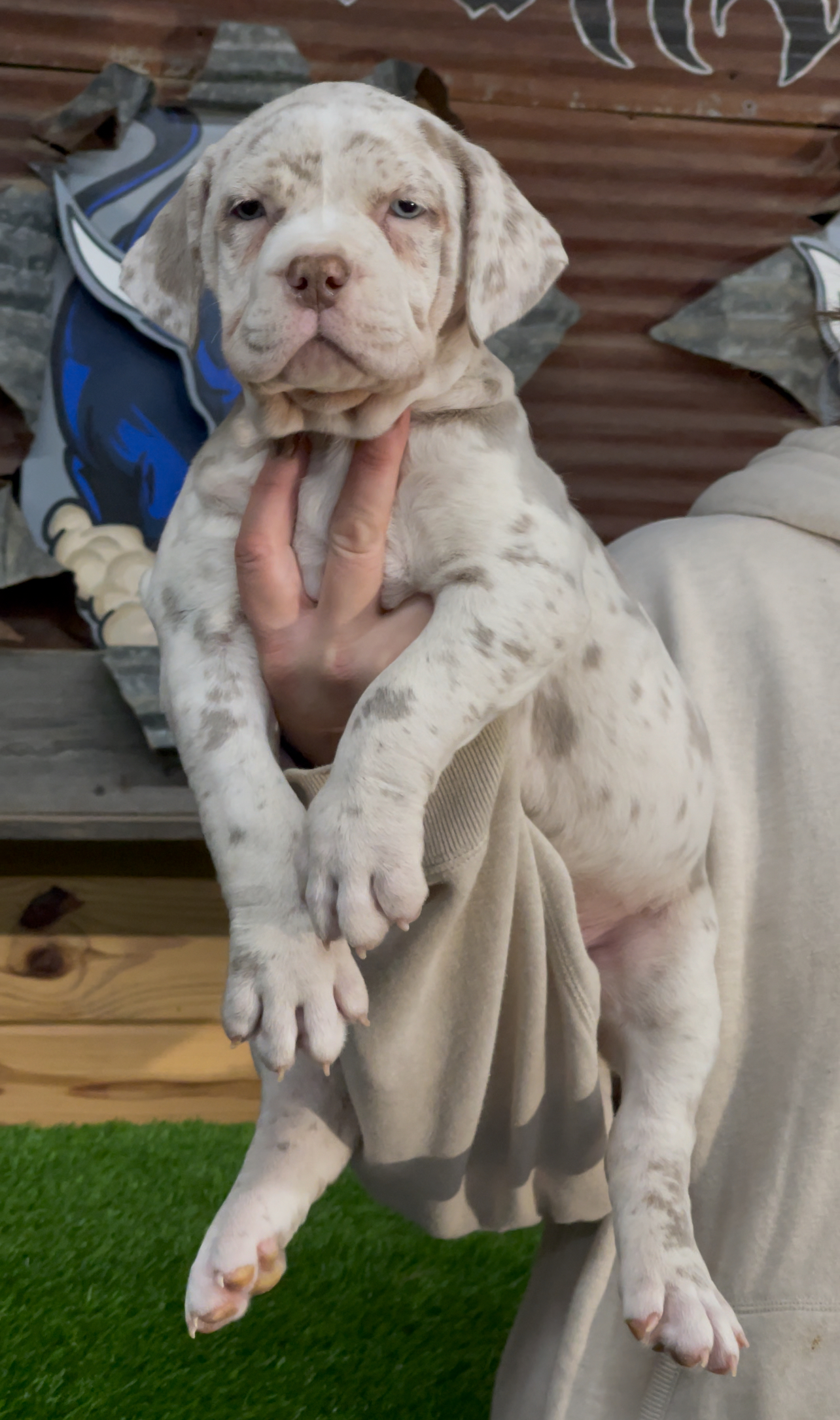 Dog Featured Image