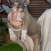 ProBulls King Faded