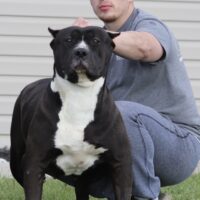Wall Street Bully’s Athena