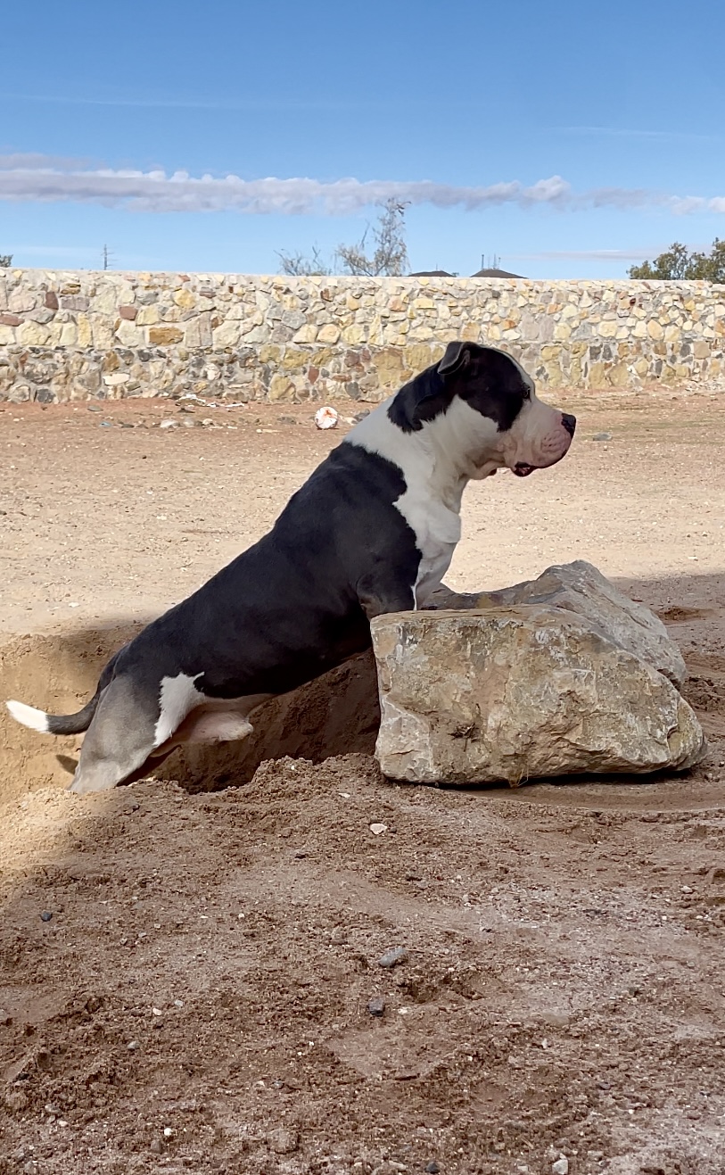 Dog Featured Image