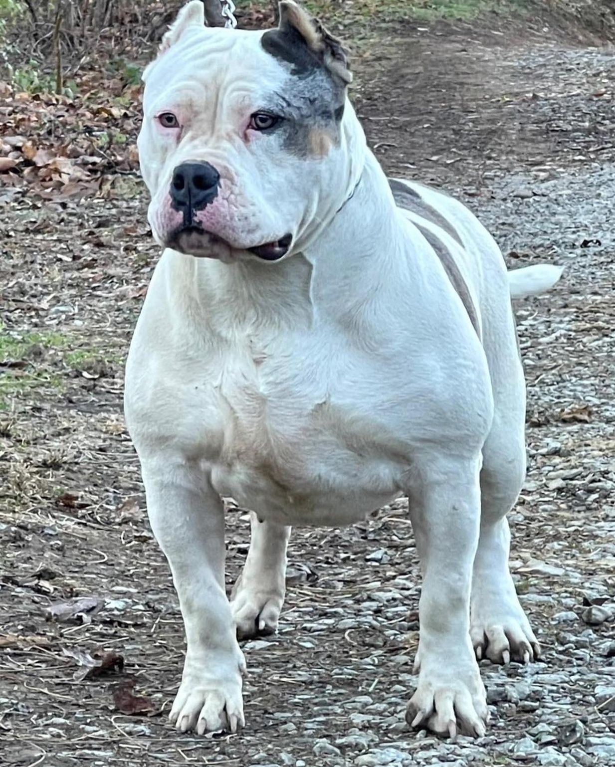 Dog Featured Image