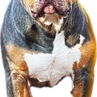 Xena “Julietxlbullykennel “