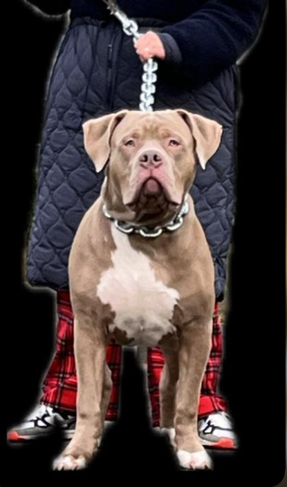 Dog Featured Image