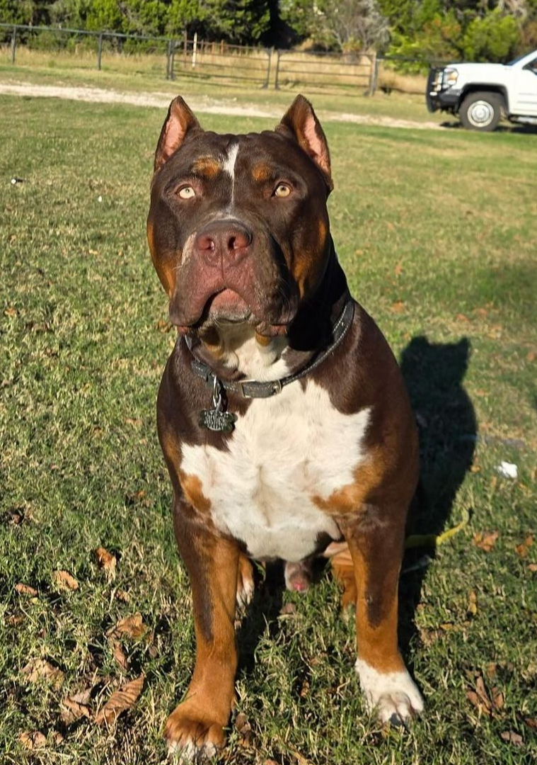 Dog Featured Image
