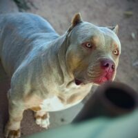 Dog Featured Image