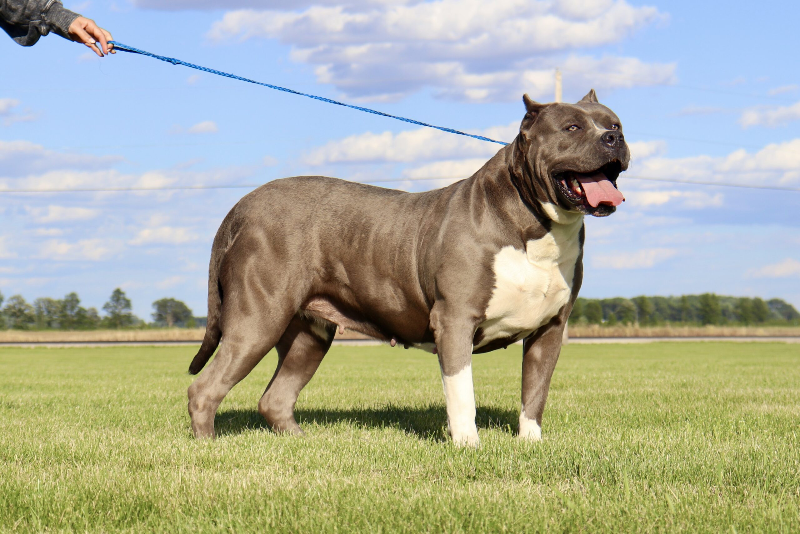 Dog Featured Image
