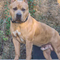 Dog Featured Image