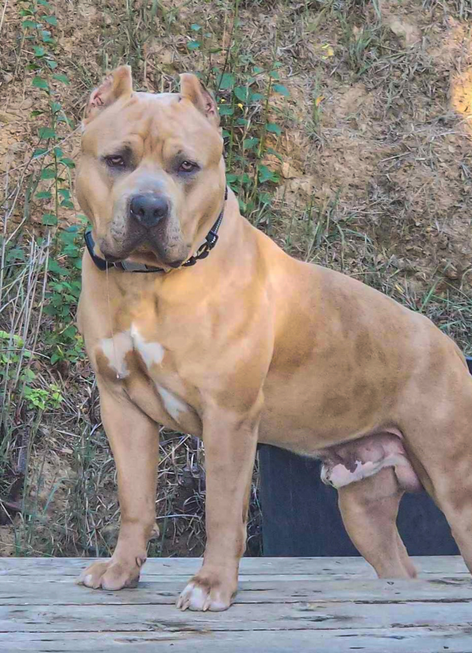 Dog Featured Image