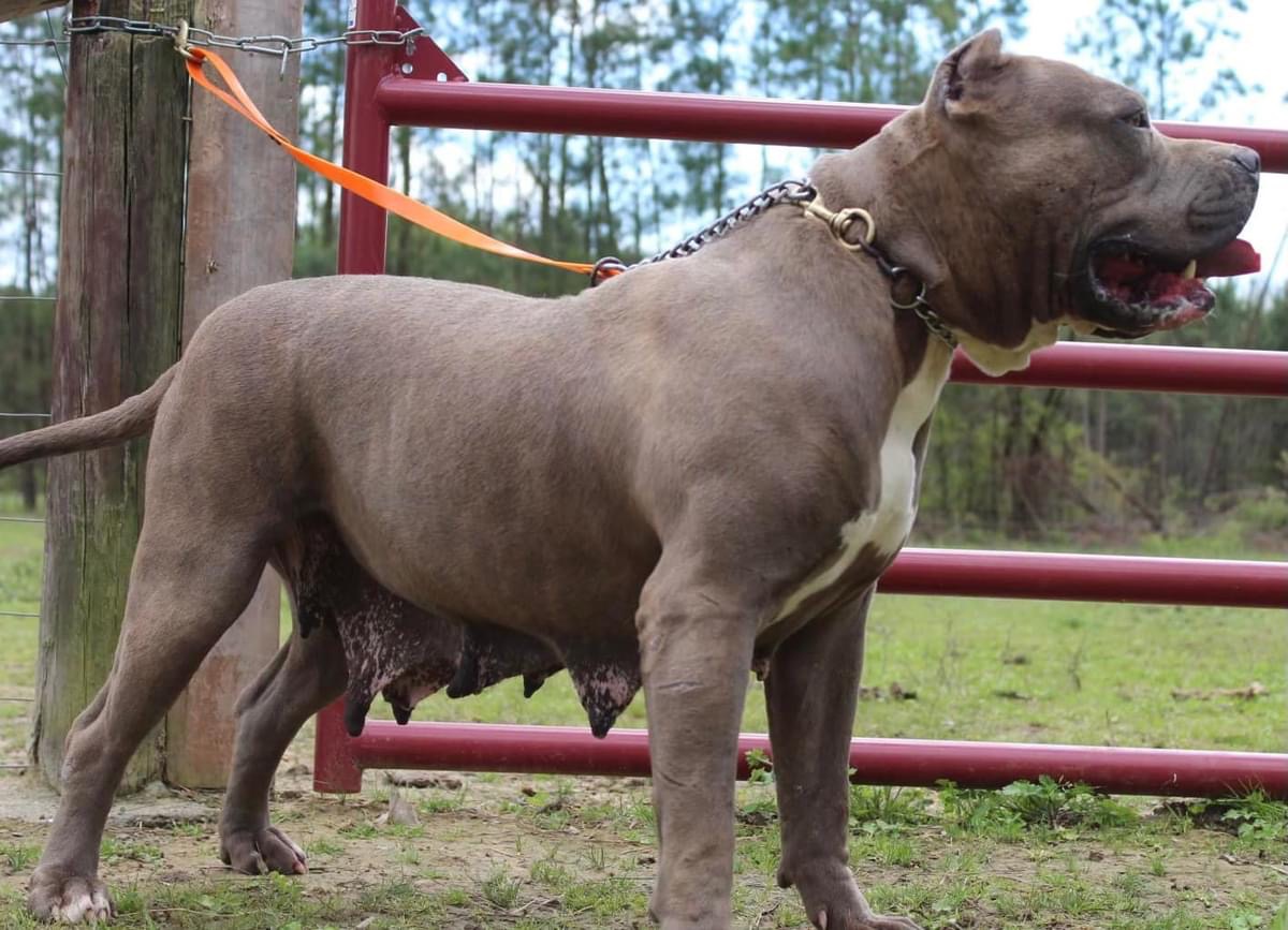 Dog Featured Image