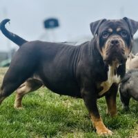 Dog Featured Image