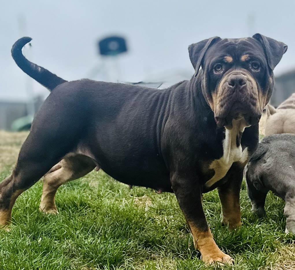 Dog Featured Image