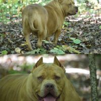 Bully Ridge Kennel Good Golly “Miss Mollie”