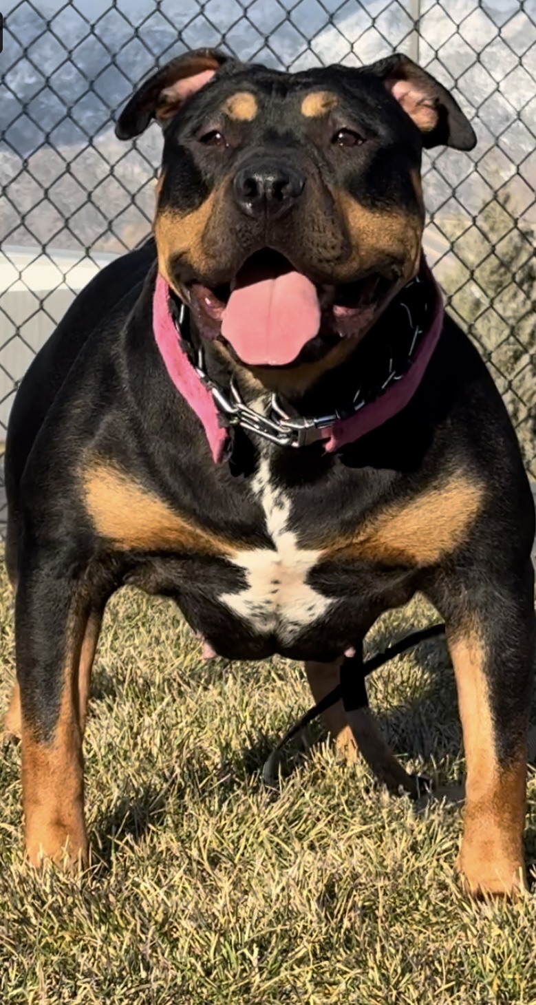 Dog Featured Image