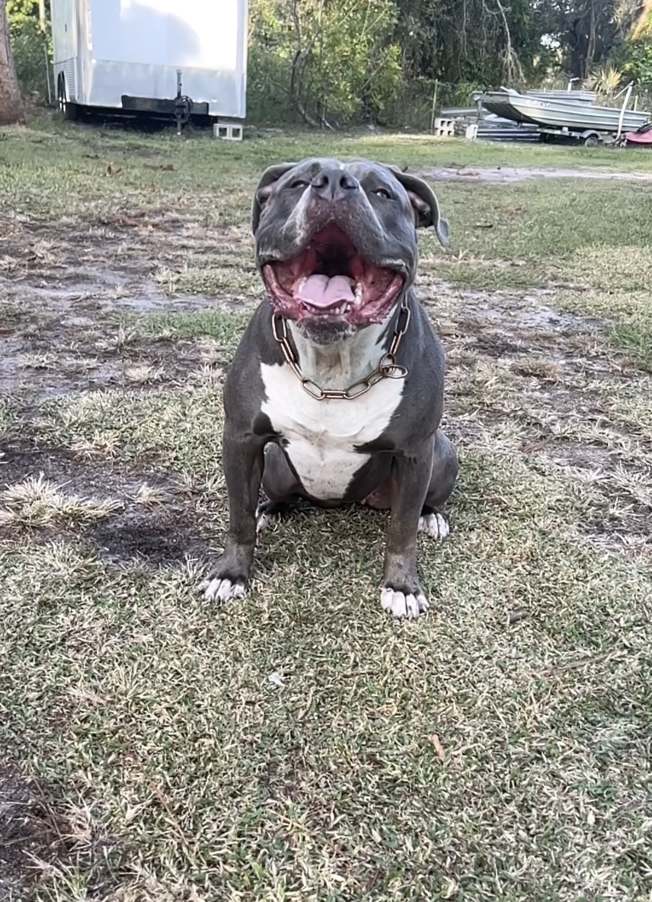 Dog Featured Image