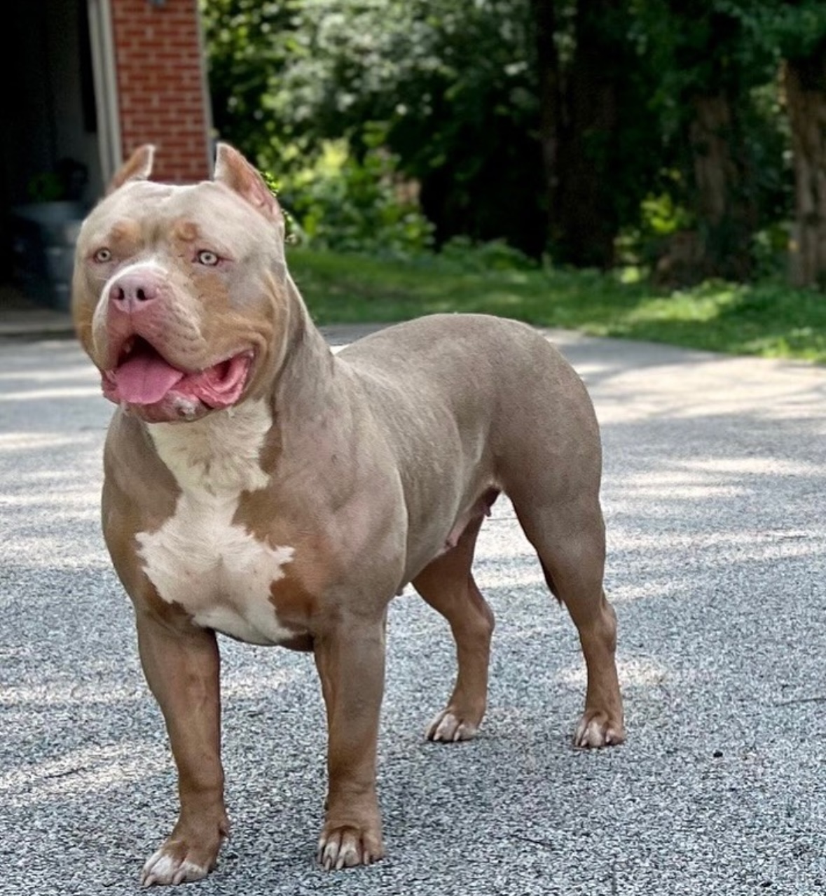 Dog Featured Image