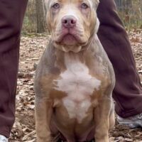 Dog Featured Image