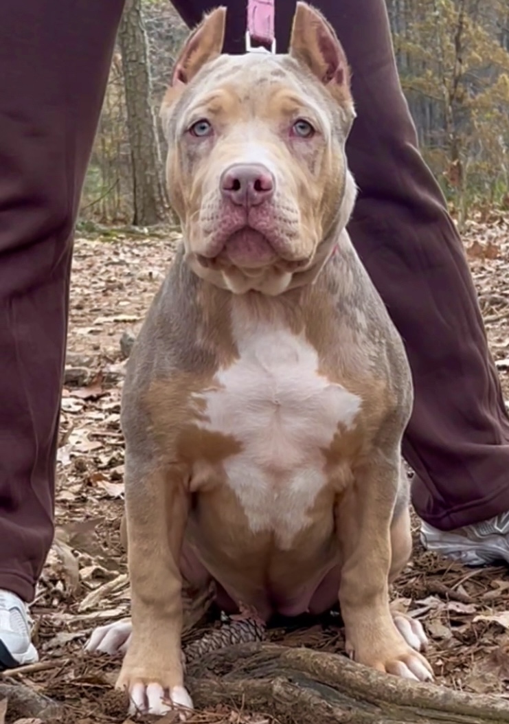 Dog Featured Image