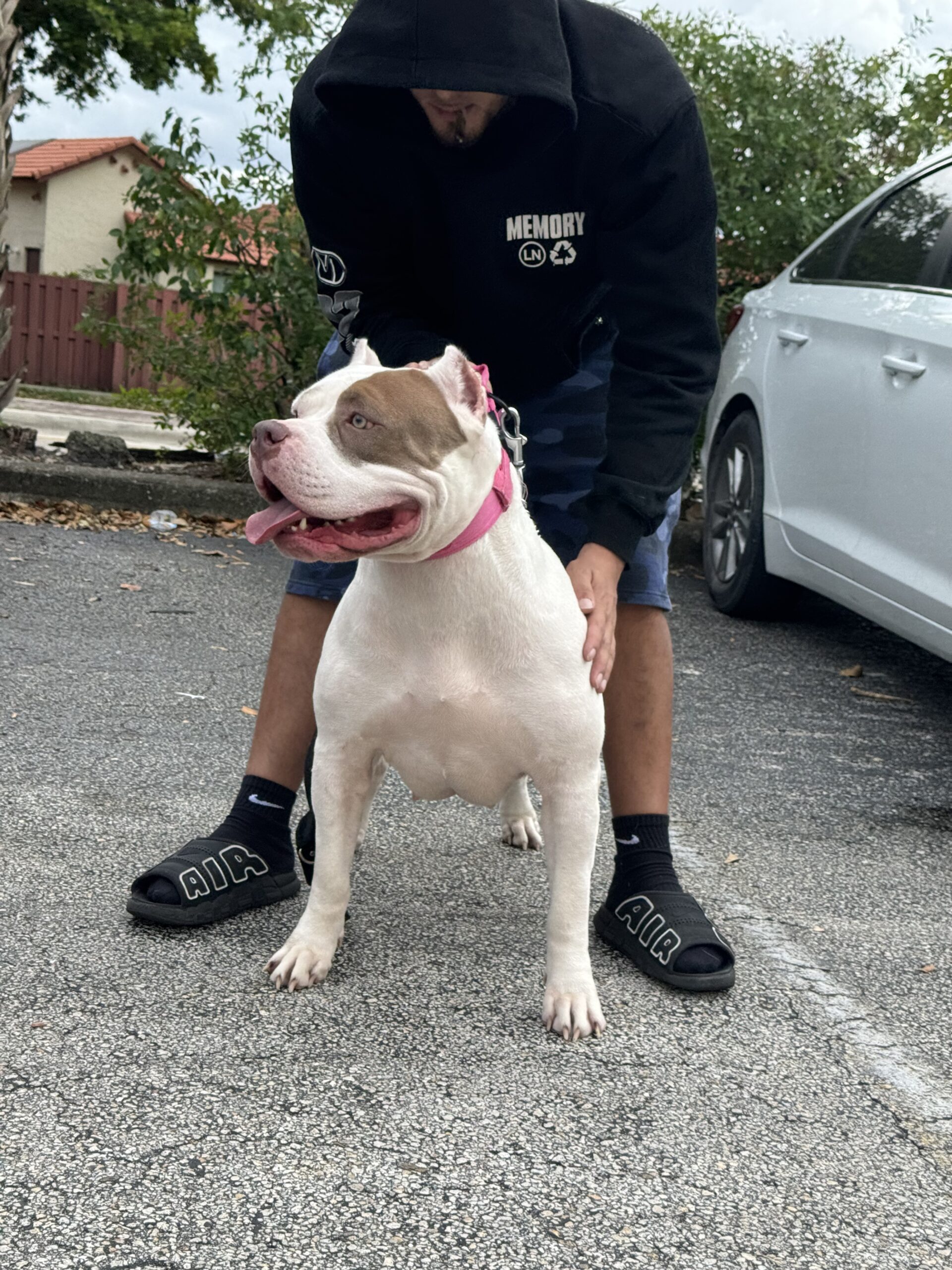 Dog Featured Image