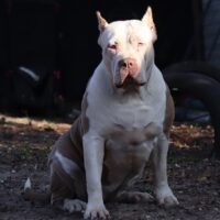 Probulls Icy