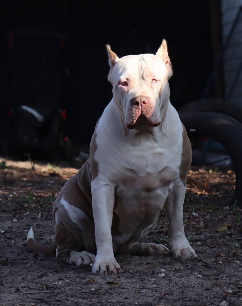 Dog Featured Image