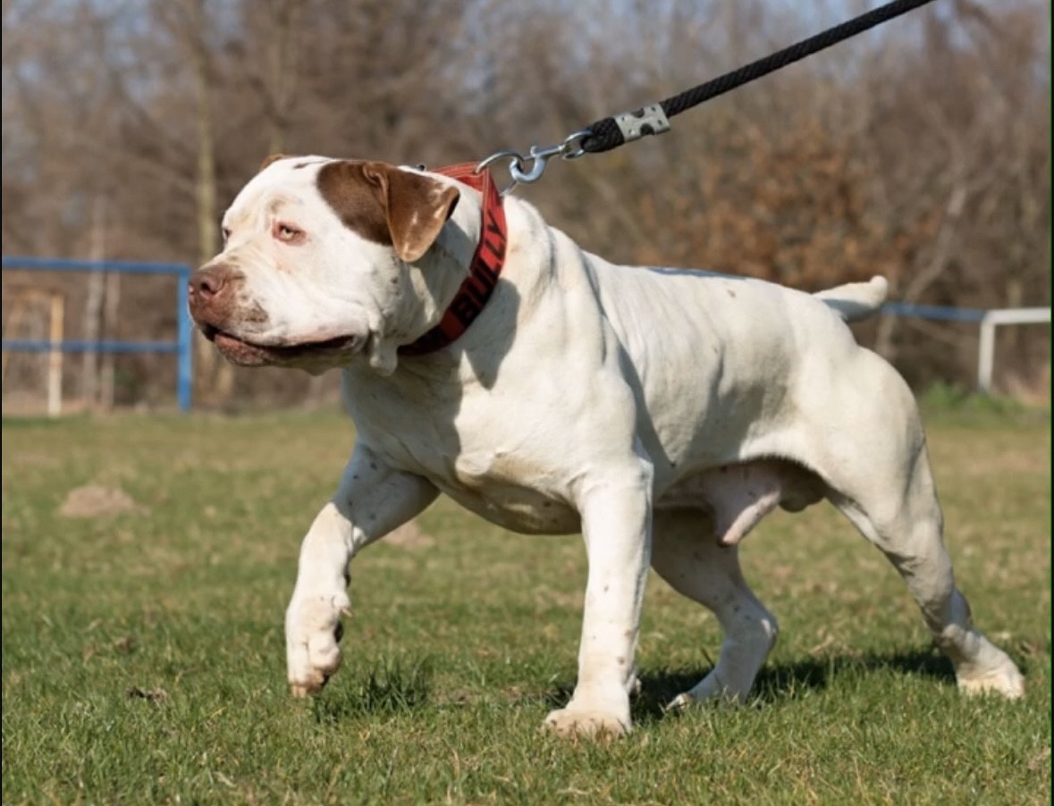 Dog Featured Image