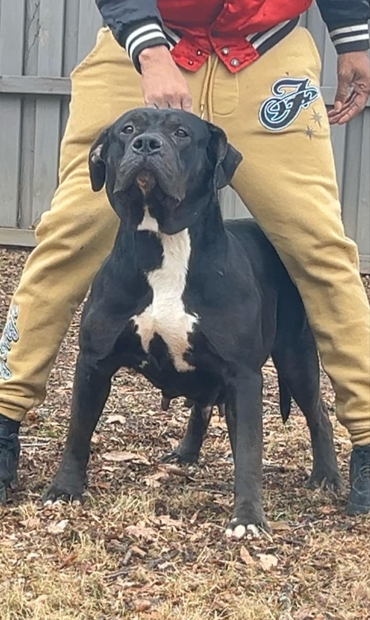 Dog Featured Image