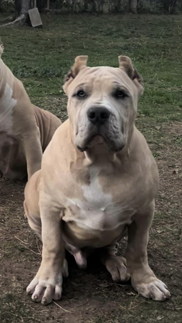 Dog Featured Image