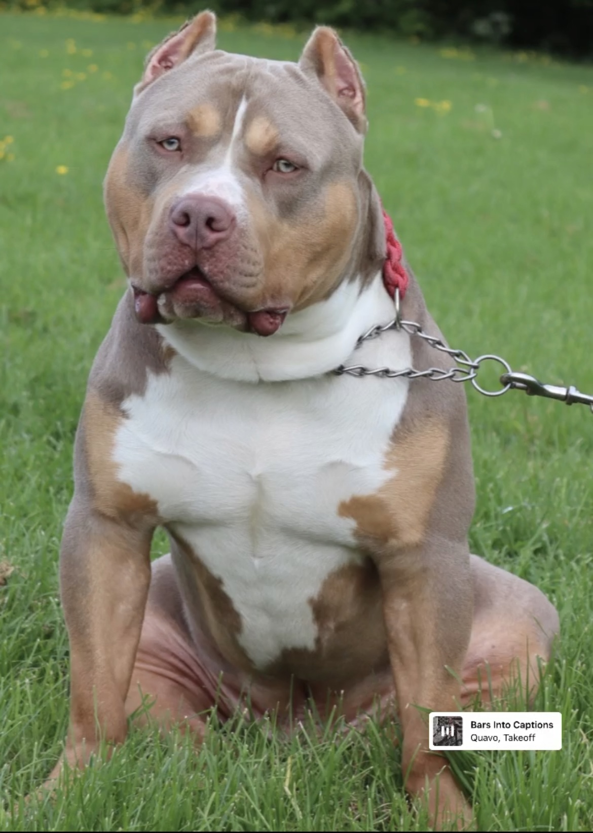 Dog Featured Image