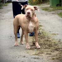Balder Bulls Queen Saphira
